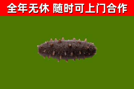 阿坝回收海参干